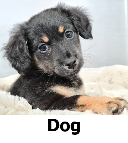 Pet Essentials New Plymouth | Shop Online | Click & Collect Pet Essentials New Plymouth | Shop Online | Click & Collect