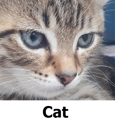 Pet Essentials New Plymouth | Shop Online | Click & Collect Pet Essentials New Plymouth | Shop Online | Click & Collect