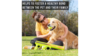 Hyper Pet K9 Kannon Tennis Ball Launcher