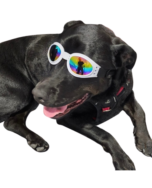 Dog Sunglasses