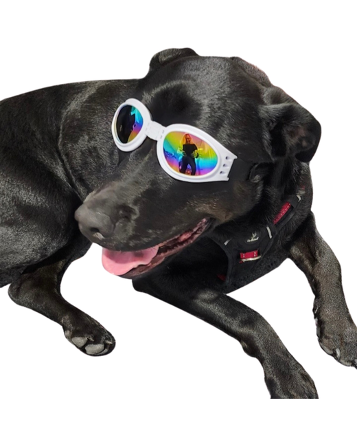 Dog Sunglasses