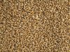Topflite Canary NZ  Seed 10kg