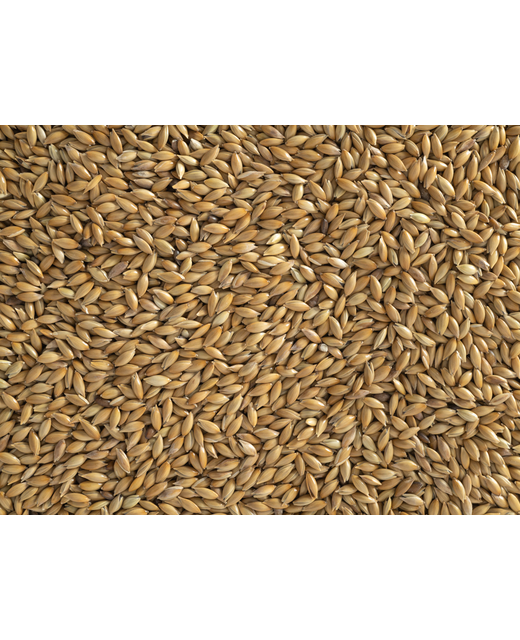 Topflite Canary NZ  Seed 10kg