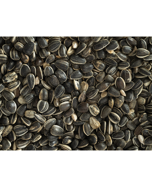 Topflite Sunflower (NZ Grown) Seeds 1kg