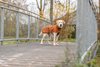 Dublin Raincoat Rust 40cm