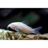 Albino Corydoras Catfish - Tropical 