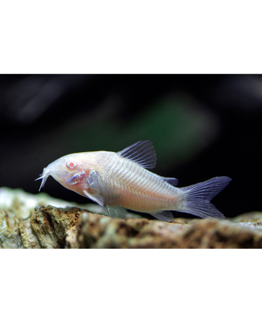 Albino Corydoras Catfish - Tropical 