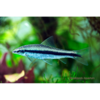 Black Line Flying Fox - Tropical 
