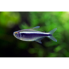 Black Neon Tetra - Tropical 