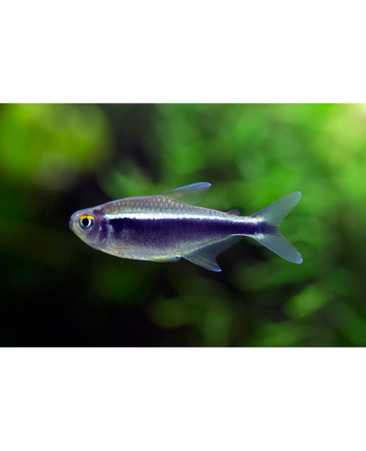Black Neon Tetra - Tropical 