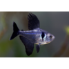 Black Phantom Tetra - Tropical 