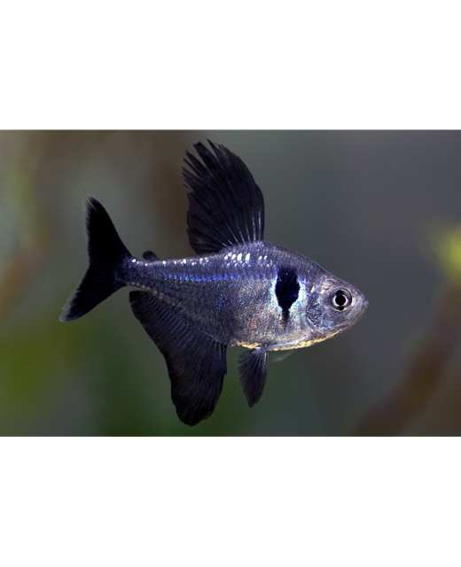 Black Phantom Tetra - Tropical 