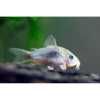 Bronze Corydoras Catfish - Tropical 