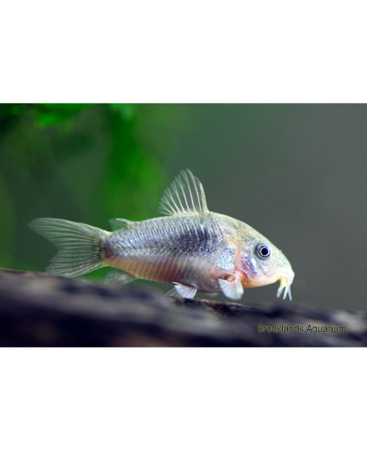 Bronze Corydoras Catfish - Tropical 