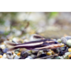Chocolate Stripe Catfish - Tropical