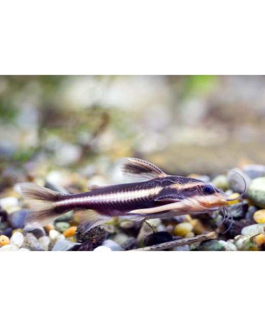 Chocolate Stripe Catfish - Tropical