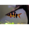 Clown Loach - Tropical 