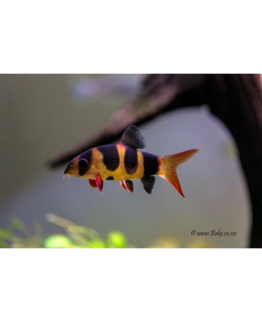 Clown Loach - Tropical 