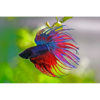 Male Crowntail Betta - Tropical 