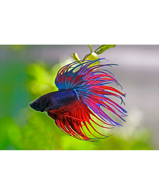 Male Crowntail Betta - Tropical 