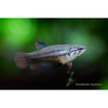 Female Betta - Tropical 