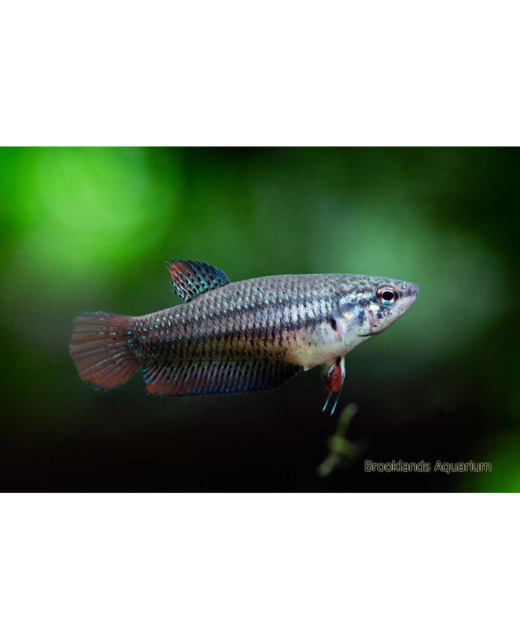 Female Betta - Tropical 
