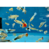 Fancy Female Guppies - Tropical 