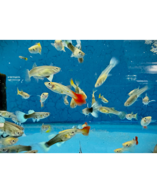 Fancy Female Guppies - Tropical 