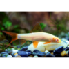 Gold Rainbow Shark - Tropical 