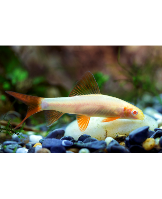 Gold Rainbow Shark - Tropical 