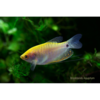 Golden Gourami - Tropical 