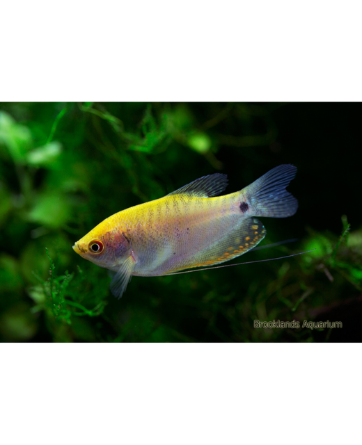 Golden Gourami - Tropical 