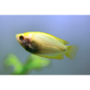 Golden Honey Dwarf Gourami - Tropical 