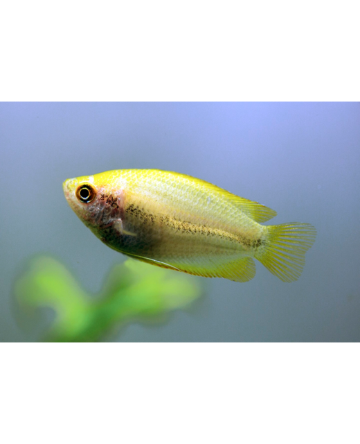 Golden Honey Dwarf Gourami - Tropical 