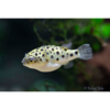 Green Spotted Puffer - Tropical - Brackish