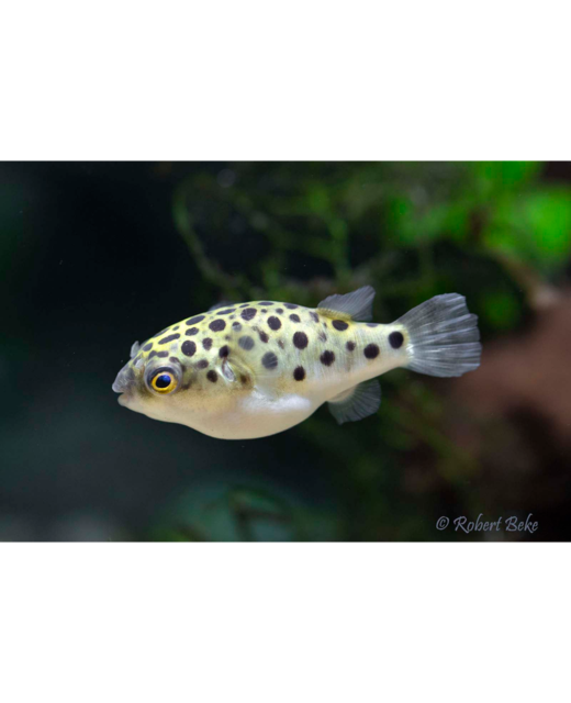 Green Spotted Puffer - Tropical - Brackish