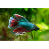 Halfmoon Male Betta - Tropical 