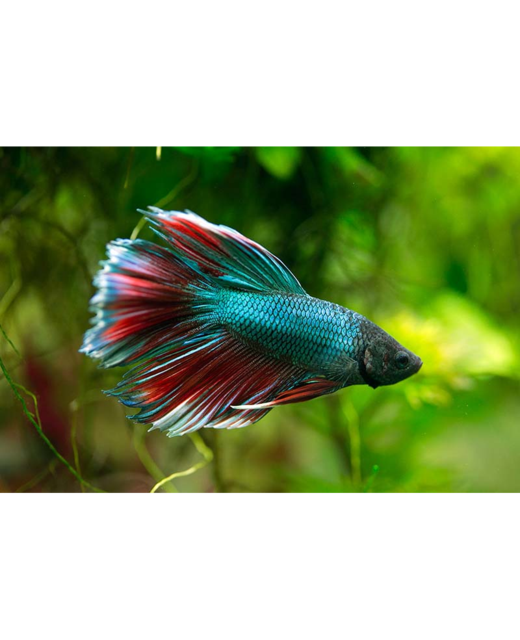 Halfmoon Male Betta - Tropical 