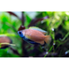 Honey Dwarf Gourami - Tropical 