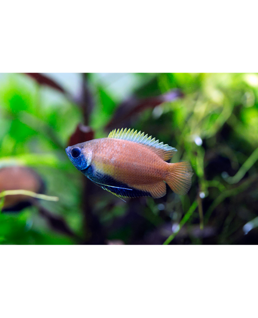 Honey Dwarf Gourami - Tropical 