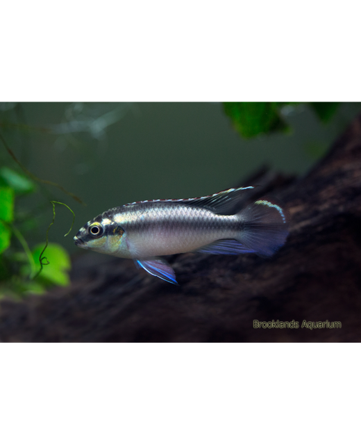 Kribensis - Tropical 