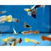 Fancy Male Guppies - Tropical 