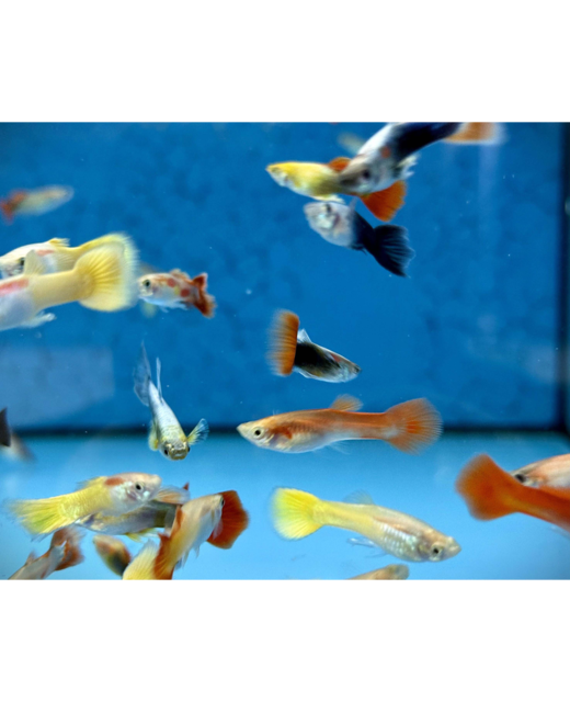 Fancy Male Guppies - Tropical 