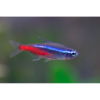 Neon Tetra - Tropical 