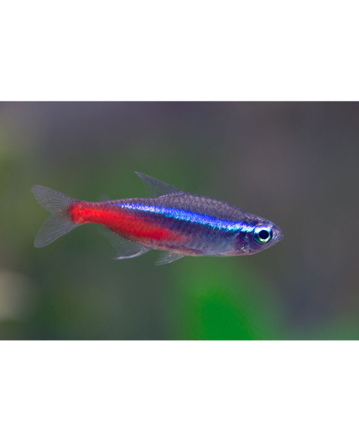 Neon Tetra - Tropical 