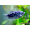 Blue Opaline Gourami - Tropical 