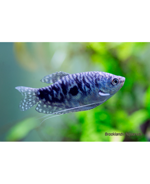 Blue Opaline Gourami - Tropical 