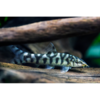 Pakistani/Yoyo Loach - Tropical