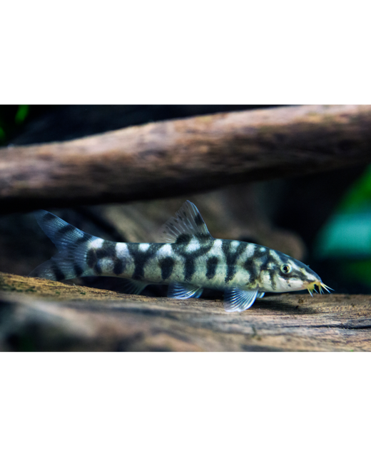 Pakistani/Yoyo Loach - Tropical