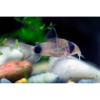 Panda Corydoras Catfish - Tropical 